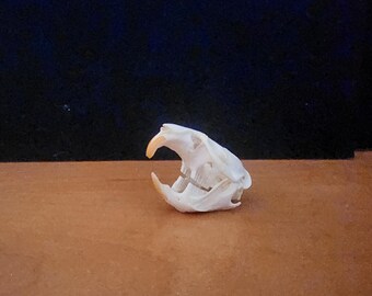 Ondatra zibethicus / Muskrat Skull / Grade A