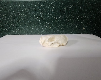 Neovison vison / American Mink Skull / Grade B
