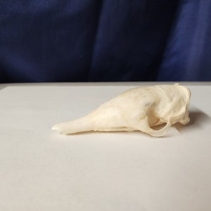 Dasypus novemcinctus / Armadillo Skull / Grade B