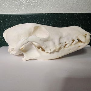 Canis latrans / Coyote Skull / Pathology Pathalogical Deformed