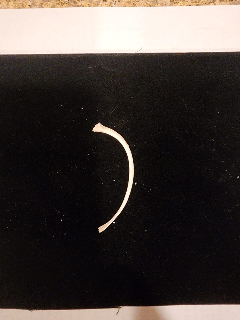 May include: A curved, off-white bone fragment, possibly a rib, rests on a black surface. The bone is smooth and slightly curved, with a broken end. The background is a dark, solid colour, providing contrast to the bone.