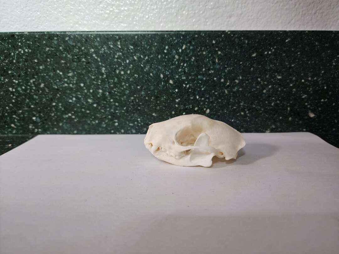 Mephitis Mephitis / Striped Skunk Skull / Grade A Etsy