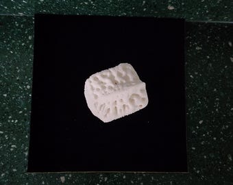 Alligator mississippiensis / Large XL Gator Osteoderm Scute Scale Armor