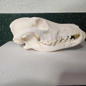 Canis latrans / Coyote Skull / Pathology Pathalogical Deformed