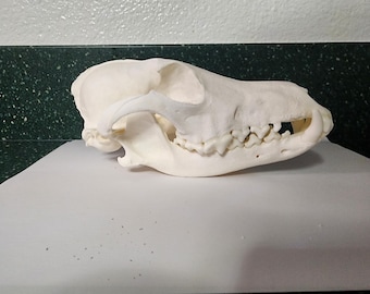 Canis latrans / Coyote Skull / Pathology Pathalogical Deformed