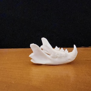 Lynx rufus / Bobcat Skull / Lower Jaw ONLY