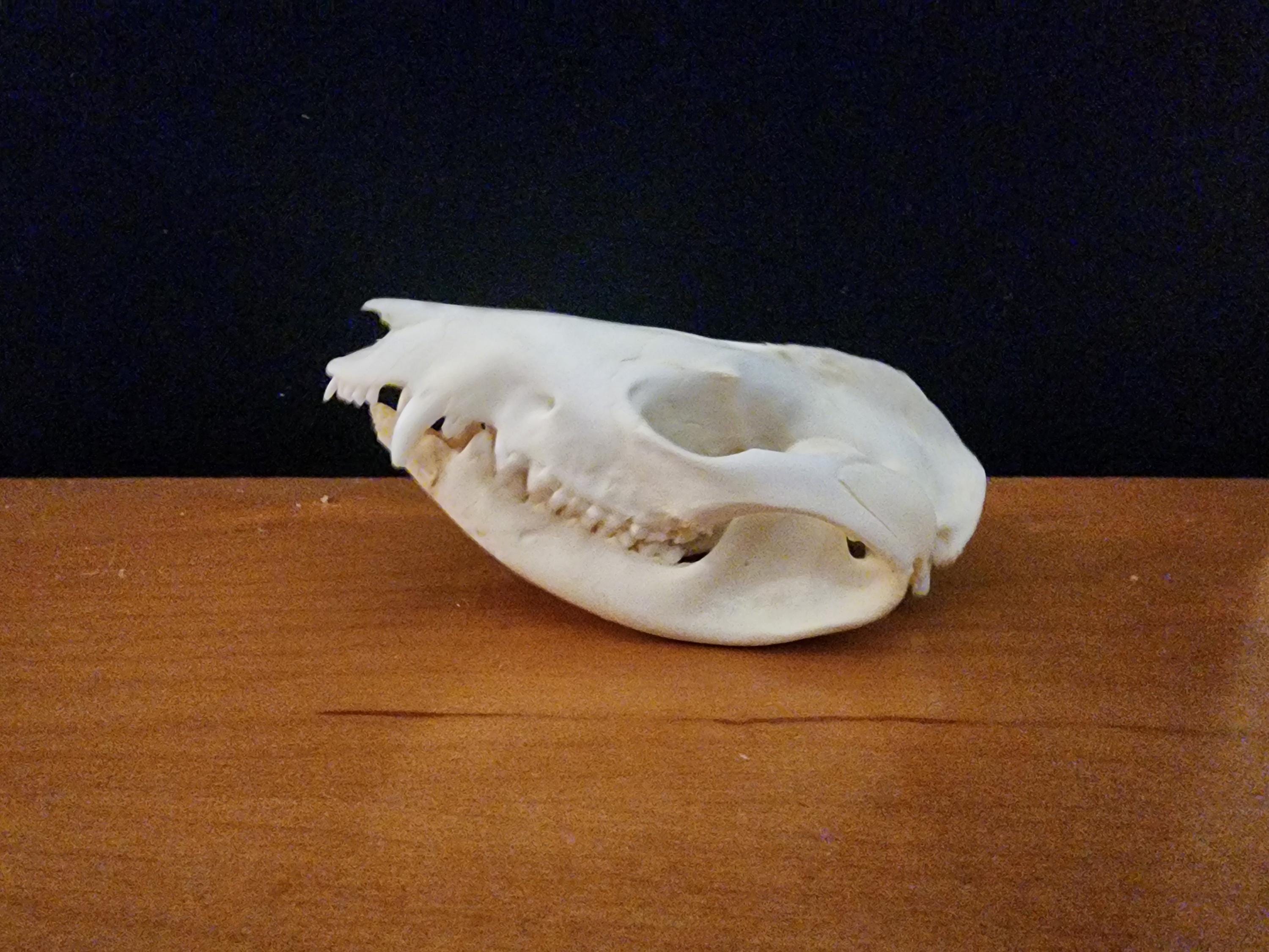 Didelphis virginiana / Opossum Skull / Grade B