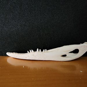 Alligator mississippiensis / 7.75&quot; American Alligator Skull / Discount Jaw Mandible ONLY