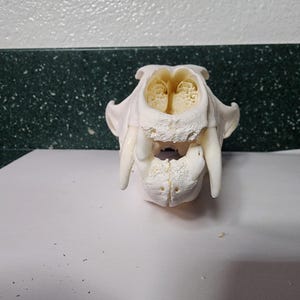 Canis latrans / Coyote Skull / Pathology Pathalogical Deformed