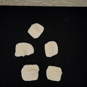 Alligator mississippiensis / Lot 5 Large - Extra XL Gator Osteoderm Scutes Scale Armor