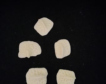 Alligator mississippiensis / Lot 5 Large - Extra XL Gator Osteoderm Scutes Scale Armor