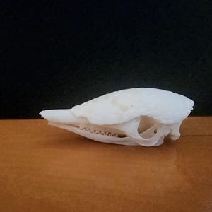 Dasypus novemcinctus / Armadillo Skull / Grade A