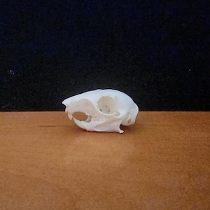 May include: A small, off-white animal skull with visible eye sockets and teeth. The skull is resting on a brown surface with a dark background. The skull appears to be from a rodent or similar small mammal.