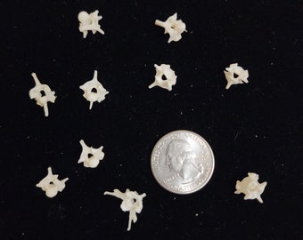 boneafideskeletons - Etsy