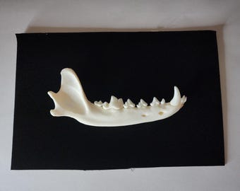 Canis latrans / Coyote Skull / Jaw Mandible ONLY