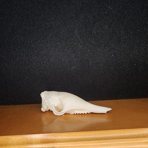 Dasypus novemcinctus / Armadillo Skull / Grade B