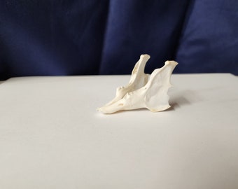 Sylvilagus floridanus / Eastern Cottontail Rabbit Skull / Discount Lower Jaw ONLY