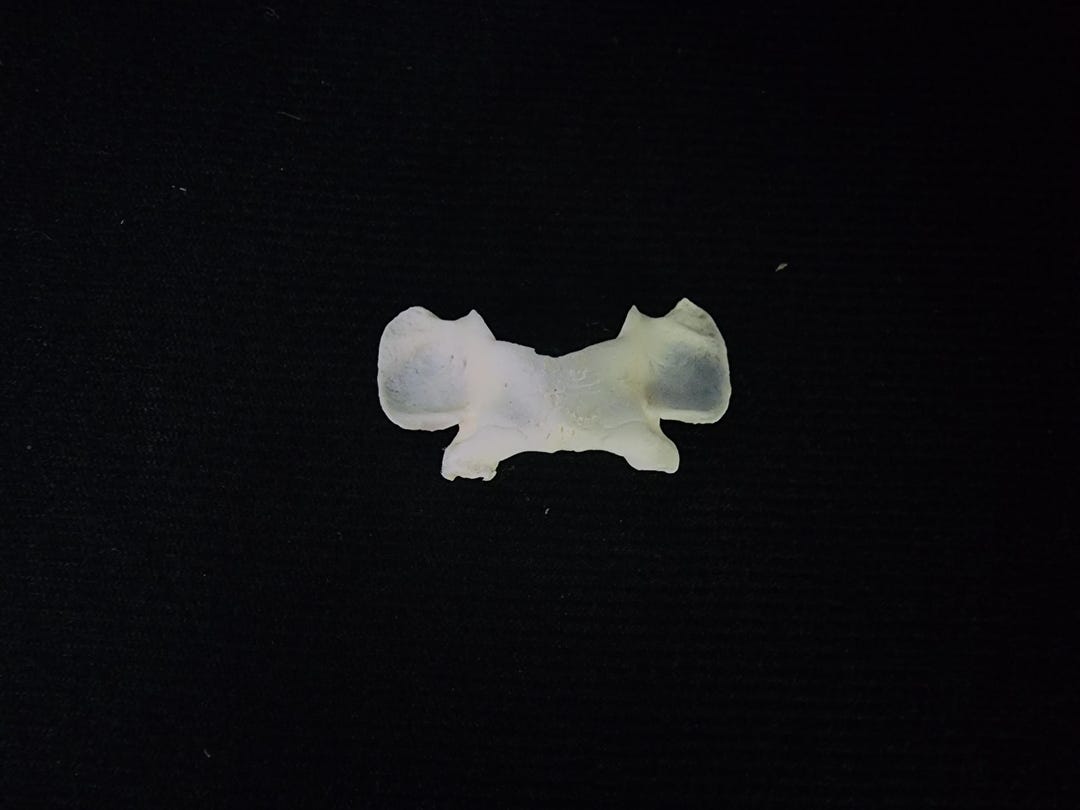 Lynx Rufus / Bobcat Atlas Vertebrate Butterfly Bone - Etsy