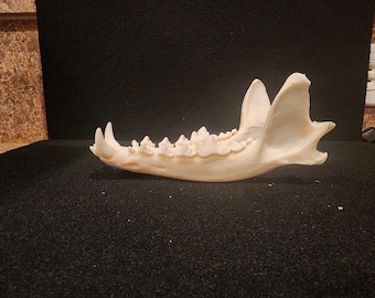 Canis latrans / Coyote Skull / Lower Jaw Only