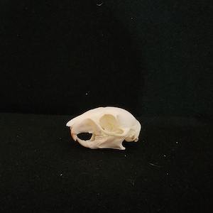 May include: A small, off-white animal skull with visible teeth and eye sockets. The skull is positioned on a black surface, showcasing its natural bone color and intricate details. The skull appears to be from a rodent or similar small mammal.