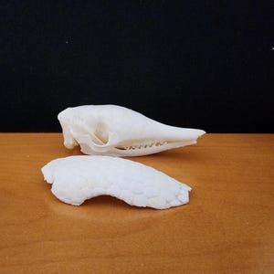 Dasypus novemcinctus / Armadillo Skull / Grade A