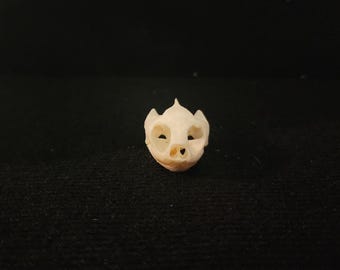 Trachemys scripta elegans / Red Eared-Slider Turtle Skull / Grade A