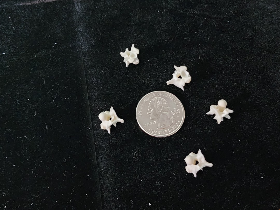 Python Snake Vertebrae / Small Spine Lot of 5 - Etsy