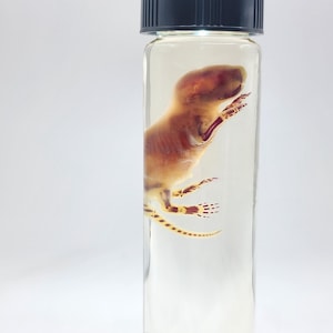 May include: A preserved specimen of a small animal, possibly a rodent, in a clear glass jar with a black lid. The animal is a light brown color and appears to be a fetus. The jar is filled with a clear liquid.