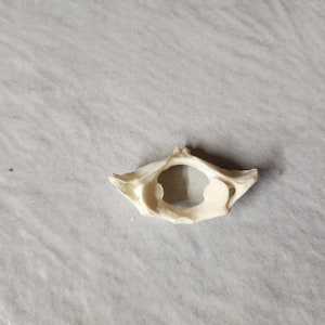 Castor canadensis / Beaver Atlas Neck Vertebrate  Butterfly Bone