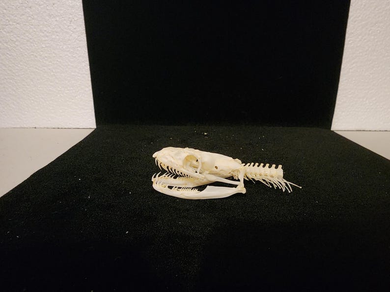 Python regius / Ball Python Snake Skull / Grade A 画像 1