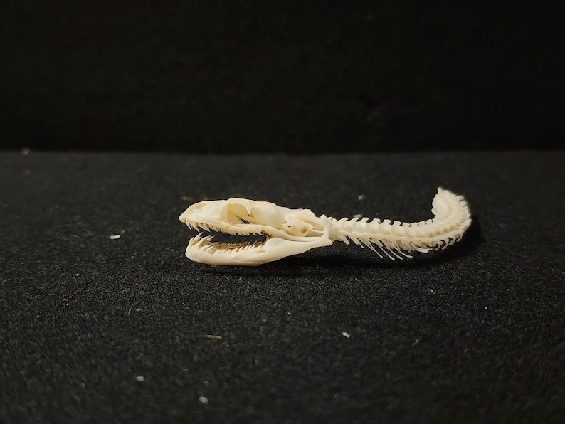 Peut inclure: Gros plan sur un squelette de serpent, montrant le cr&acirc;ne avec les m&acirc;choires ouvertes et la colonne vert&eacute;brale articul&eacute;e. Les os sont de couleur blanc cass&eacute;, sur un fond sombre et textur&eacute;.