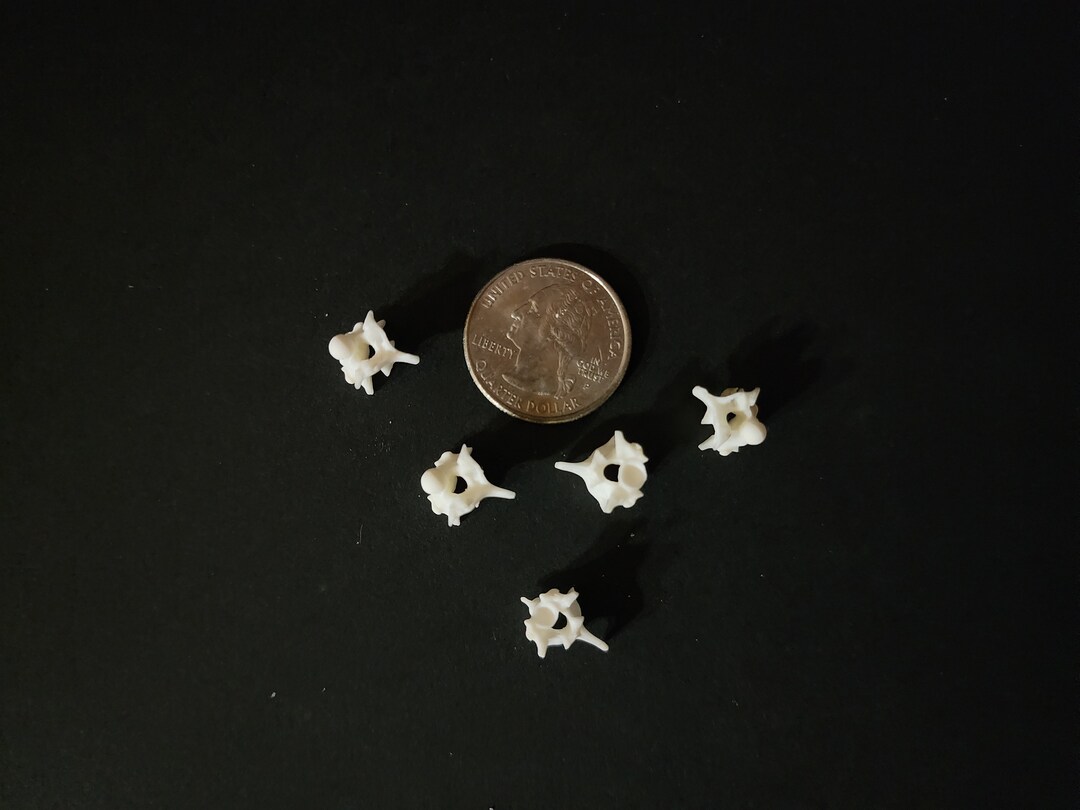 Python Snake Vertebrae / Small Spine Lot of 5 - Etsy