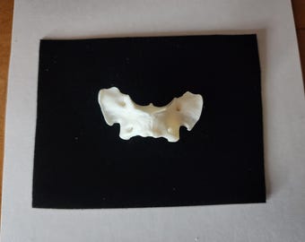 Vulpes vulpes / Red Fox Atlas Neck Vertebrate  Butterfly Bone