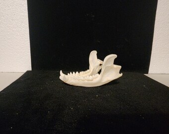 Procyon lotor / Raccoon Skull / Lower Jaw ONLY