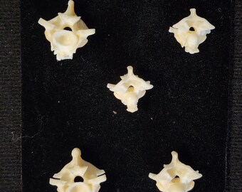 Lot of 5 / Boa Constrictor Snake Vertebrae / Jumbo Large - MBD Pathology Deformed