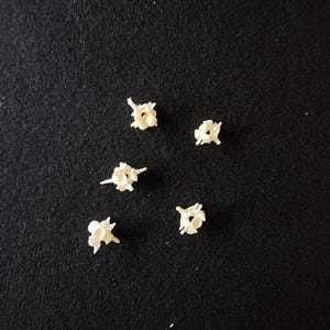 May include: Five small, off-white, bone-like objects are scattered on a black surface. The objects have a complex, irregular shape, with multiple protrusions and holes. The lighting is soft, and the objects cast subtle shadows.