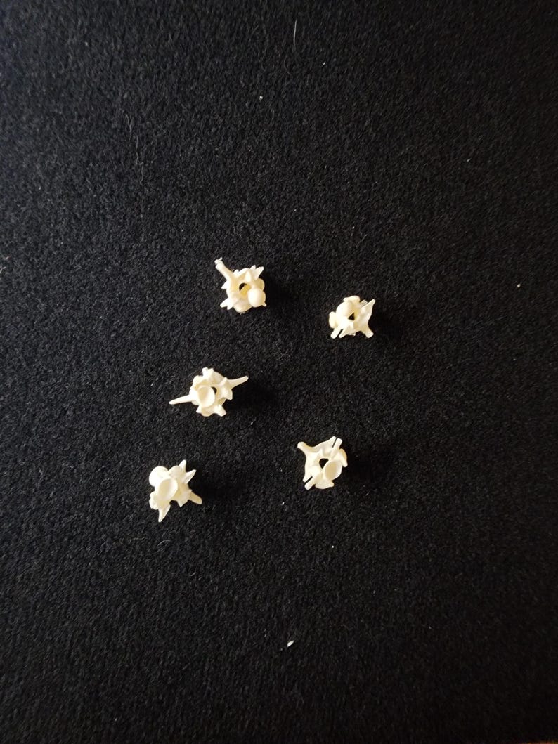 以下が含まれることがあります： 黒い表面に、5つの小さく白っぽい骨のような物体が散らばっています。これらの物体は複雑で不規則な形状をしており、複数の突起と穴があります。照明は柔らかく、物体は微妙な影を落としています。