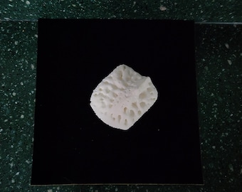 Alligator mississippiensis / Large XL Gator Osteoderm Scute Scale Armor