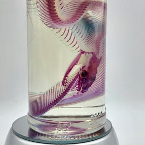 May include: A clear glass cylinder containing a preserved snake skeleton. The skeleton is a vibrant purple color, with intricate details visible. The snake is positioned in a curved pose within the cylinder, creating a visually striking display. The cylinder sits on a reflective surface.