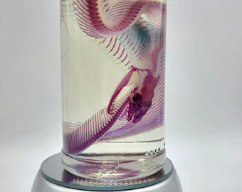 JUST FINISHED Wet Specimen Diaphonized Red Tailed Boa Constrictor snake