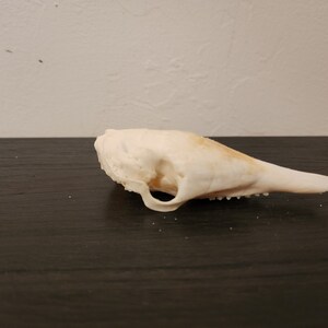 Dasypus novemcinctus / Armadillo Skull / Grade B