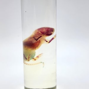 May include: A preserved specimen of a small animal, likely a rodent, displayed in a clear glass cylinder. The animal's internal structure is visible, with reddish-brown and yellow hues. The cylinder is filled with a clear liquid.