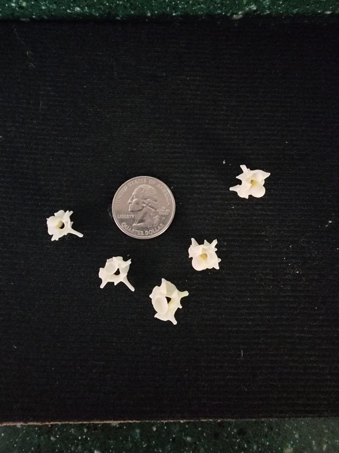 Python Snake Vertebrae / Medium - Large Spine Lot of 5 - Etsy