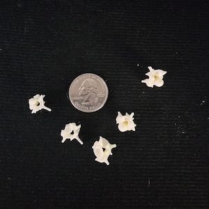 May include: Five small, white, bone-like objects arranged in a semi-circle on a black surface. A silver US quarter is in the center of the image for scale.