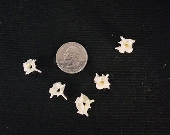 Python Snake Vertebrae / Medium - Large Spine Lot of 5