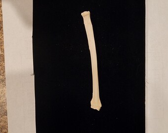 Procyon lotor / Raccoon Radius Leg Bone