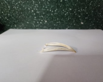 May include: Two white, curved bones, possibly from a bird, are lying on a white surface. The bones are thin and delicate, with a slightly rough texture.