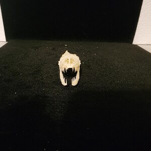 Python regius / Ball Python Snake Skull / Grade A 画像 2