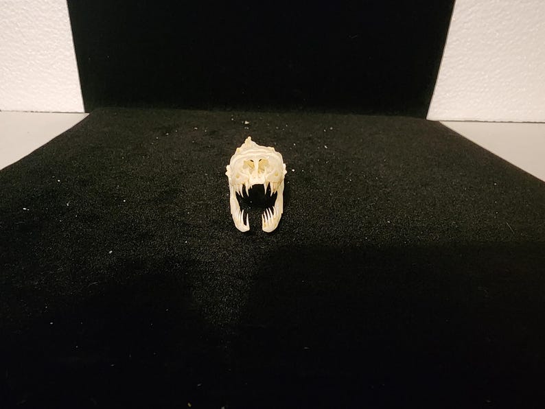 Python regius / Ball Python Snake Skull / Grade A 画像 2