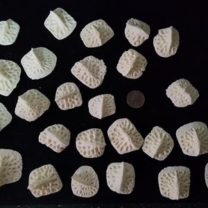 Alligator mississippiensis / Lot 25 Medium - Large Gator Osteoderm Scutes Scale Armor